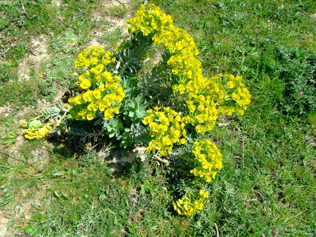 Euphorbia rigida